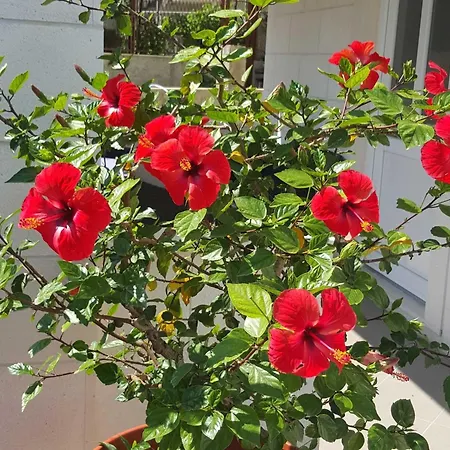 Pojko - One-bedroom With Terrace Yellow Apartmán