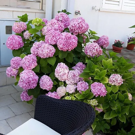 דירה Pojko - One-bedroom With Terrace Yellow