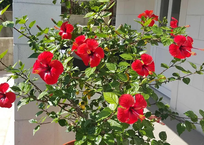 Pojko - One-bedroom With Terrace Yellow Apartmán