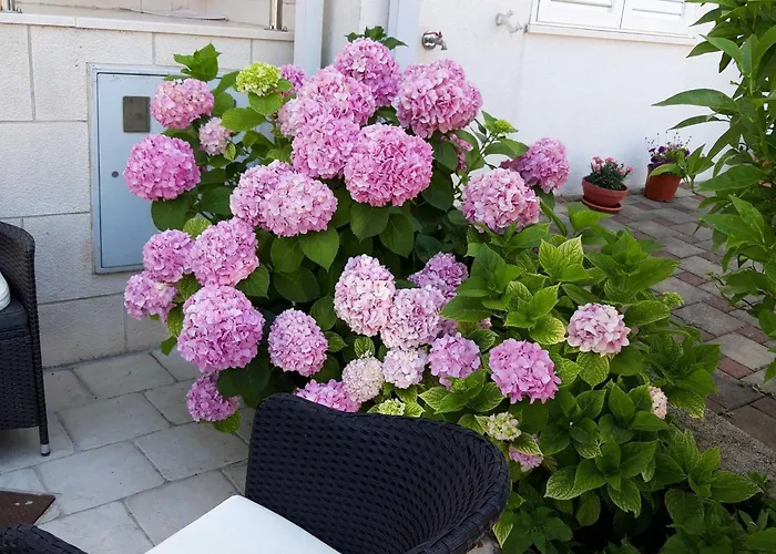 Apartman Pojko - One-bedroom With Terrace Yellow